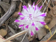 Ptilotus manglesii