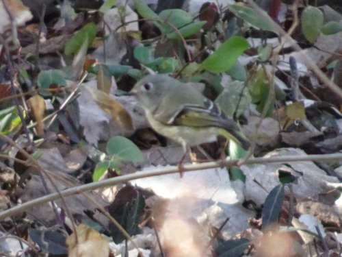 Ruby-crowned Kinglet photographed in Kansas