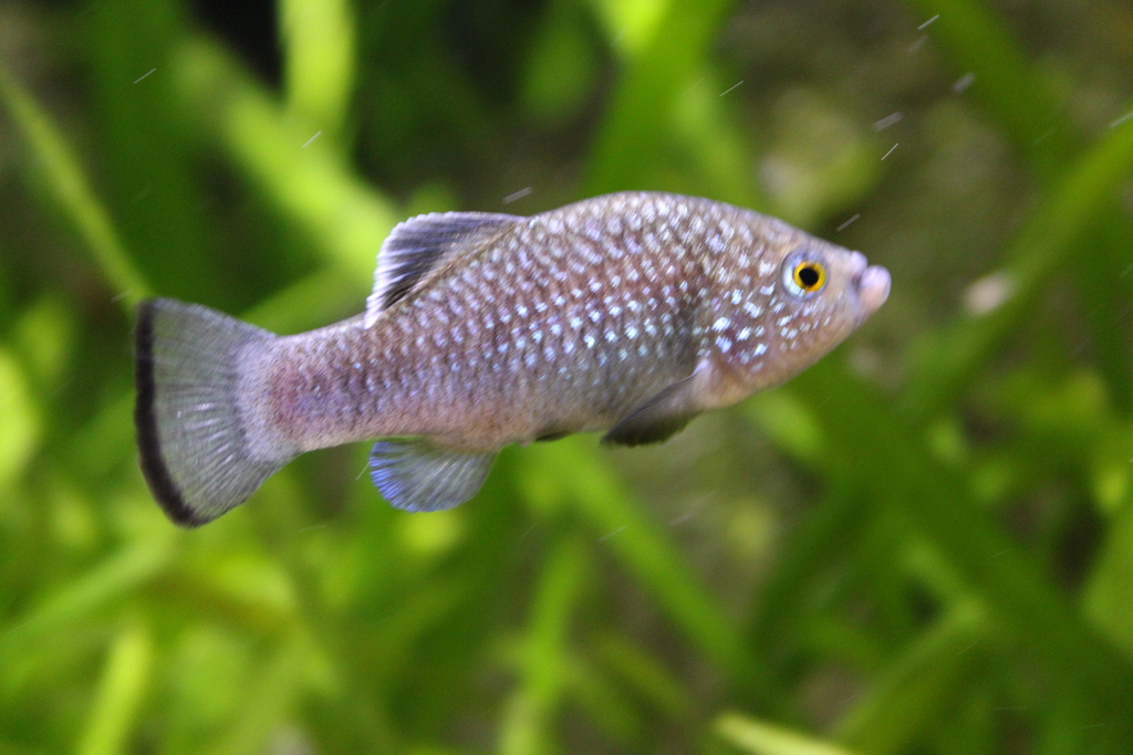 La Palma pupfish (Cyprinodon longidorsalis) — Cyprinodontidae