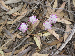 Ptilotus manglesii