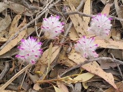 Ptilotus manglesii