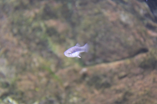 Monterrey Platyfish (Xiphophorus couchianus) — Poeciliidae — 2