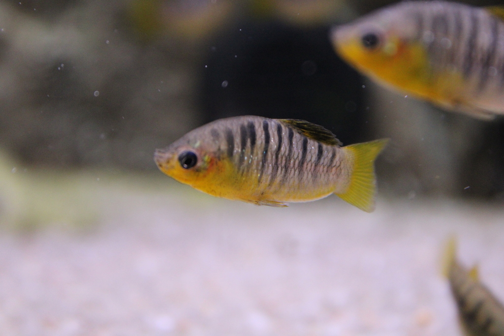 Blackbarred limia (Limia nigrofasciata) — Poeciliidae