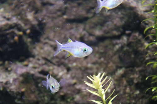 Celebes rainbowfish (Marosatherina ladigesi) — Telmatherinidae — 4