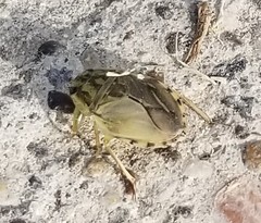 Ambrysus