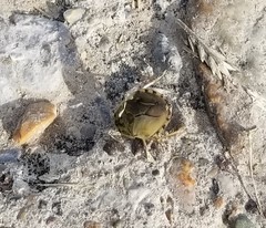 Ambrysus