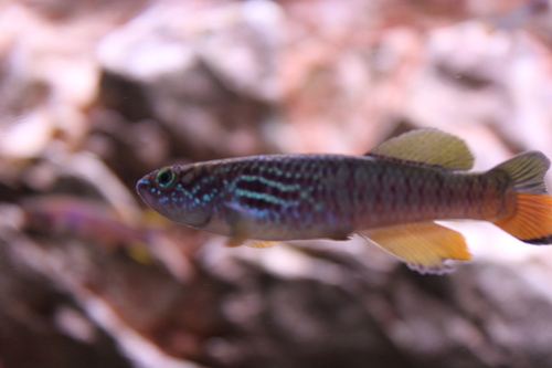 Blue gularis (Fundulopanchax sjostedti) — Nothobranchiidae — 2