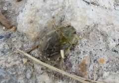 Ambrysus