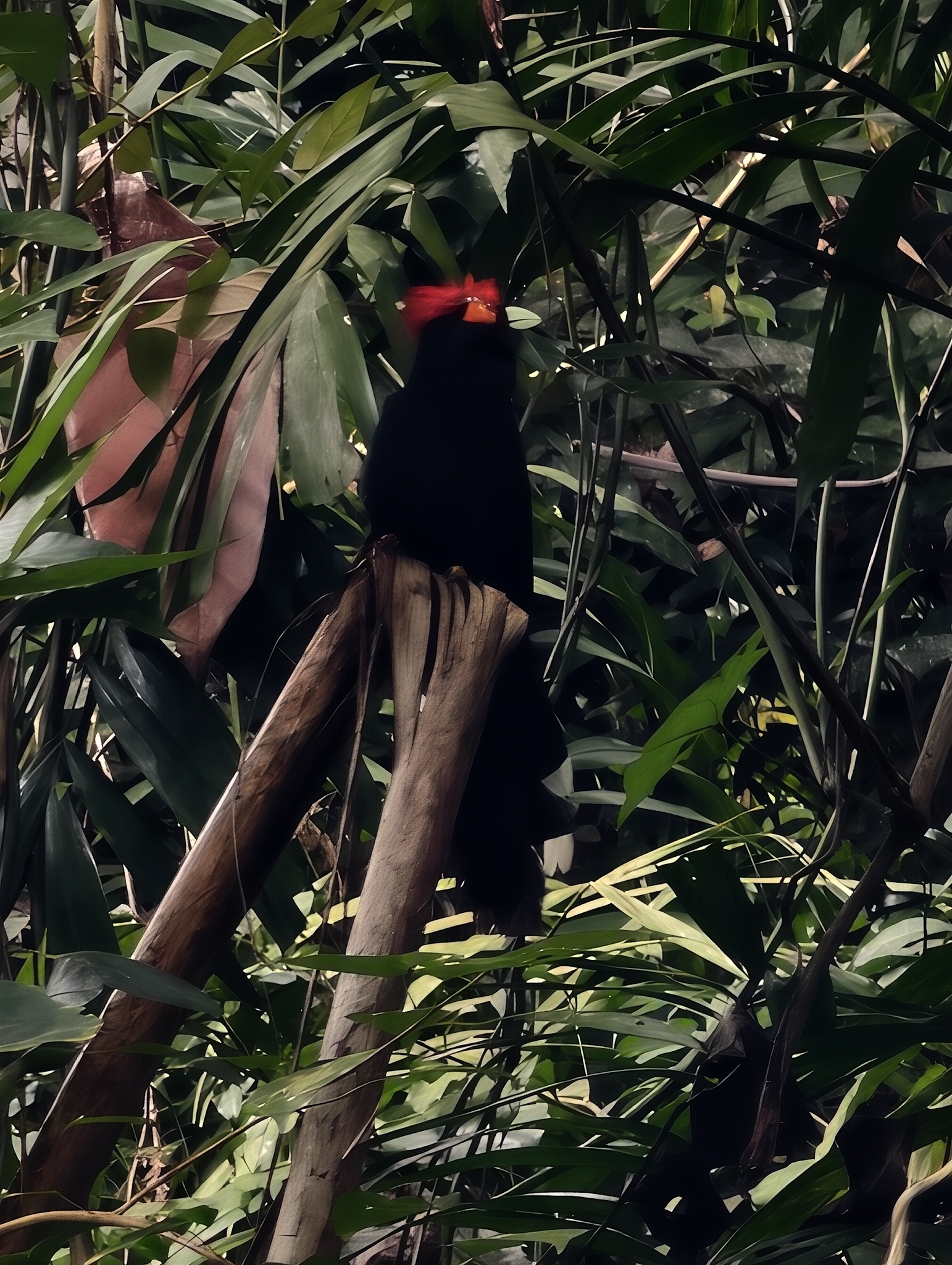 Rough-crested Malkoha (Dasylophus superciliosus), photo 3