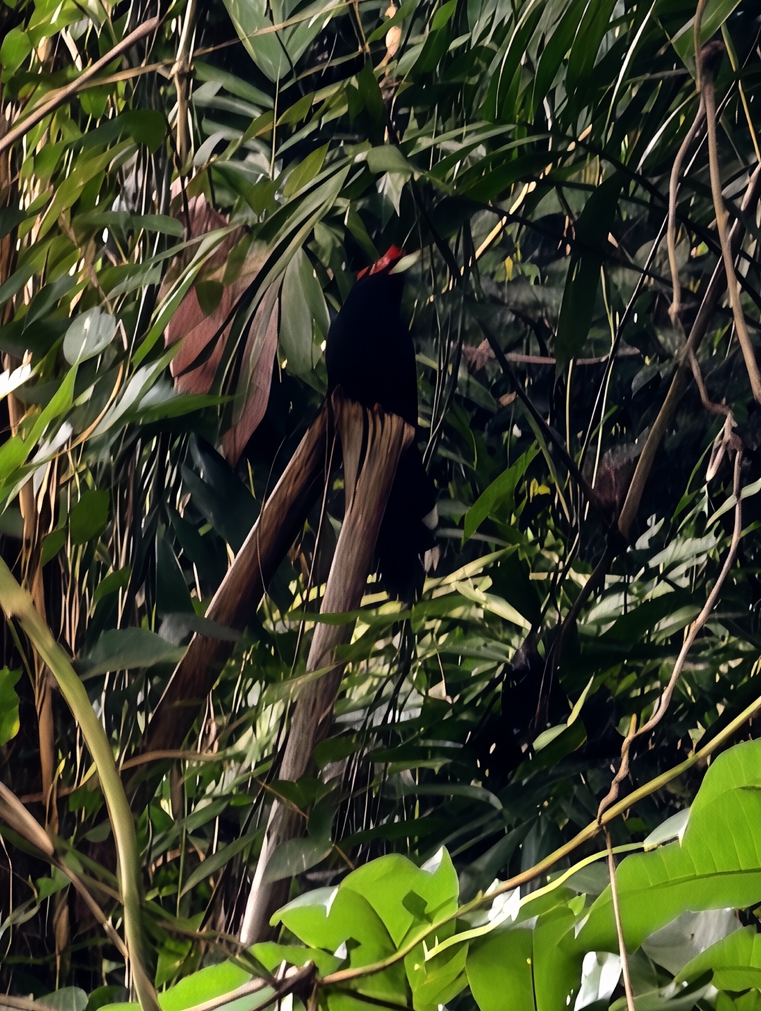 Rough-crested Malkoha (Dasylophus superciliosus), photo 4