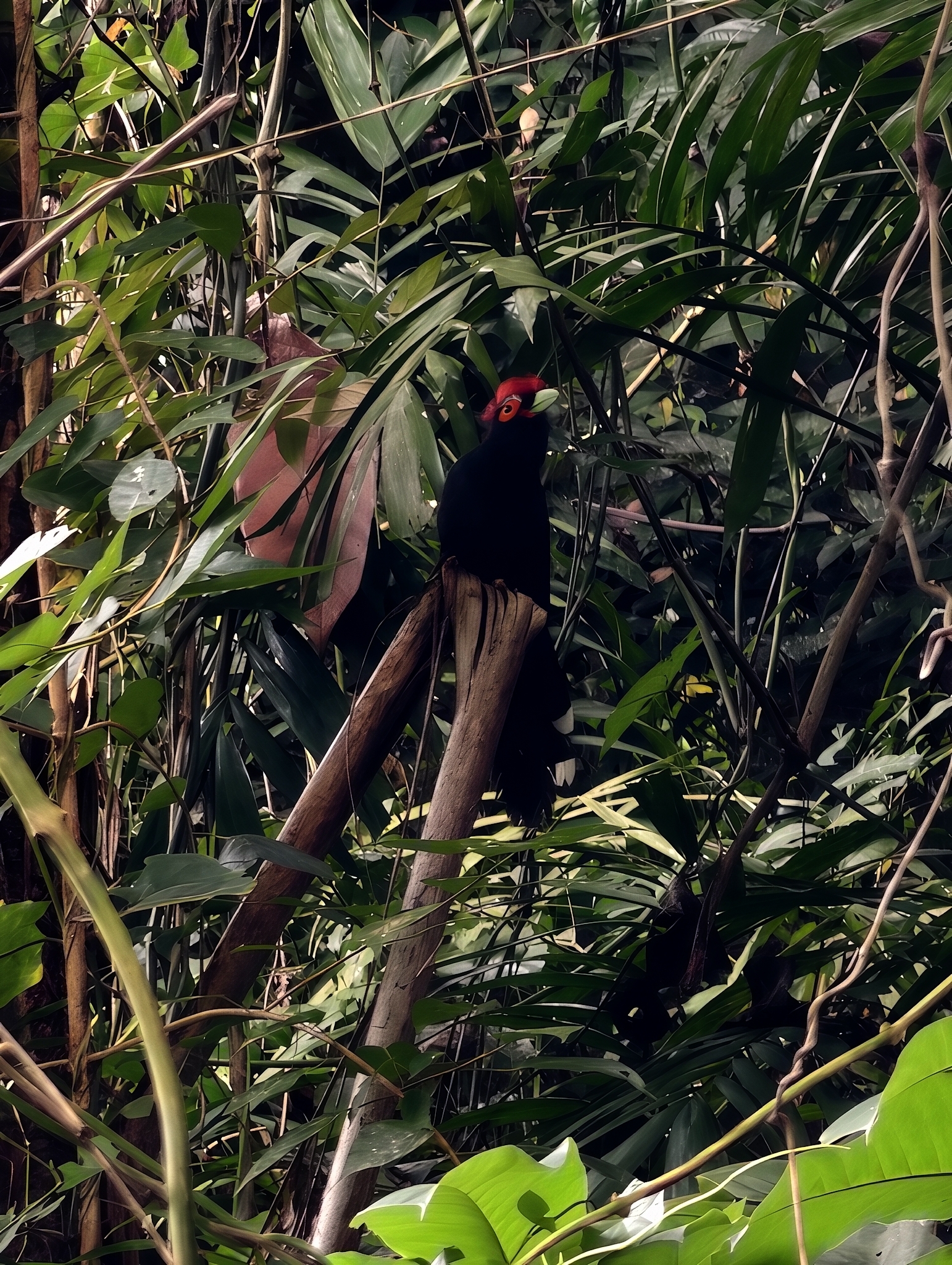 Rough-crested Malkoha (Dasylophus superciliosus), photo 5