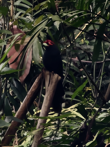 Rough-crested Malkoha (Dasylophus superciliosus), photo 7