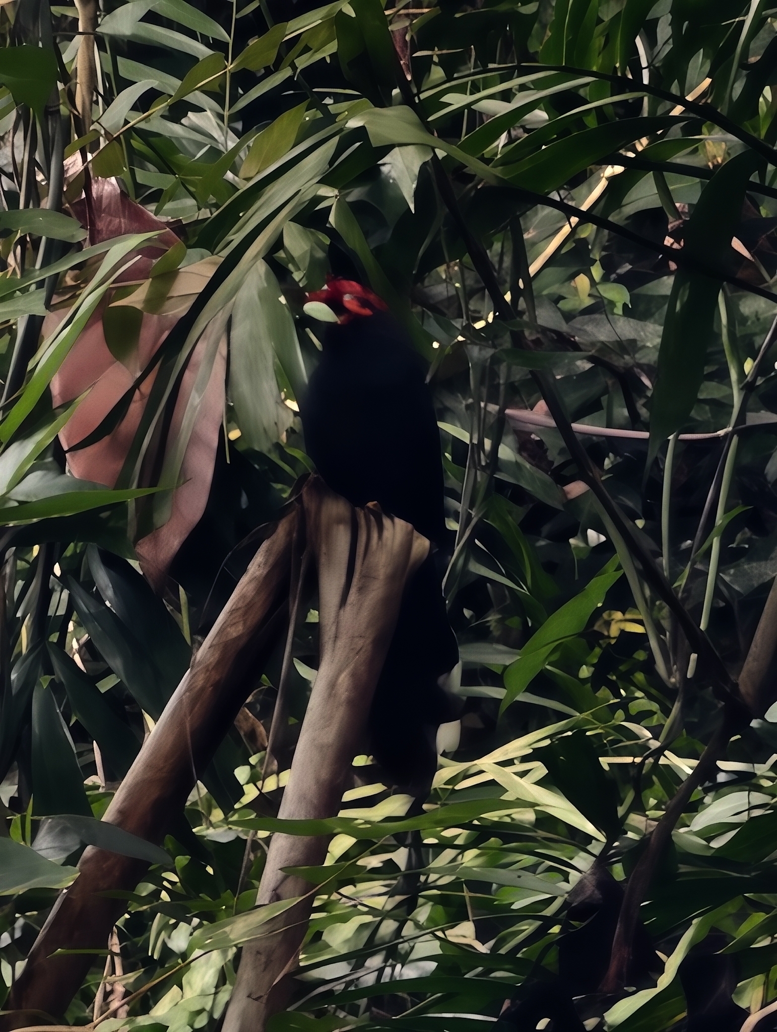 Rough-crested Malkoha (Dasylophus superciliosus), photo 6