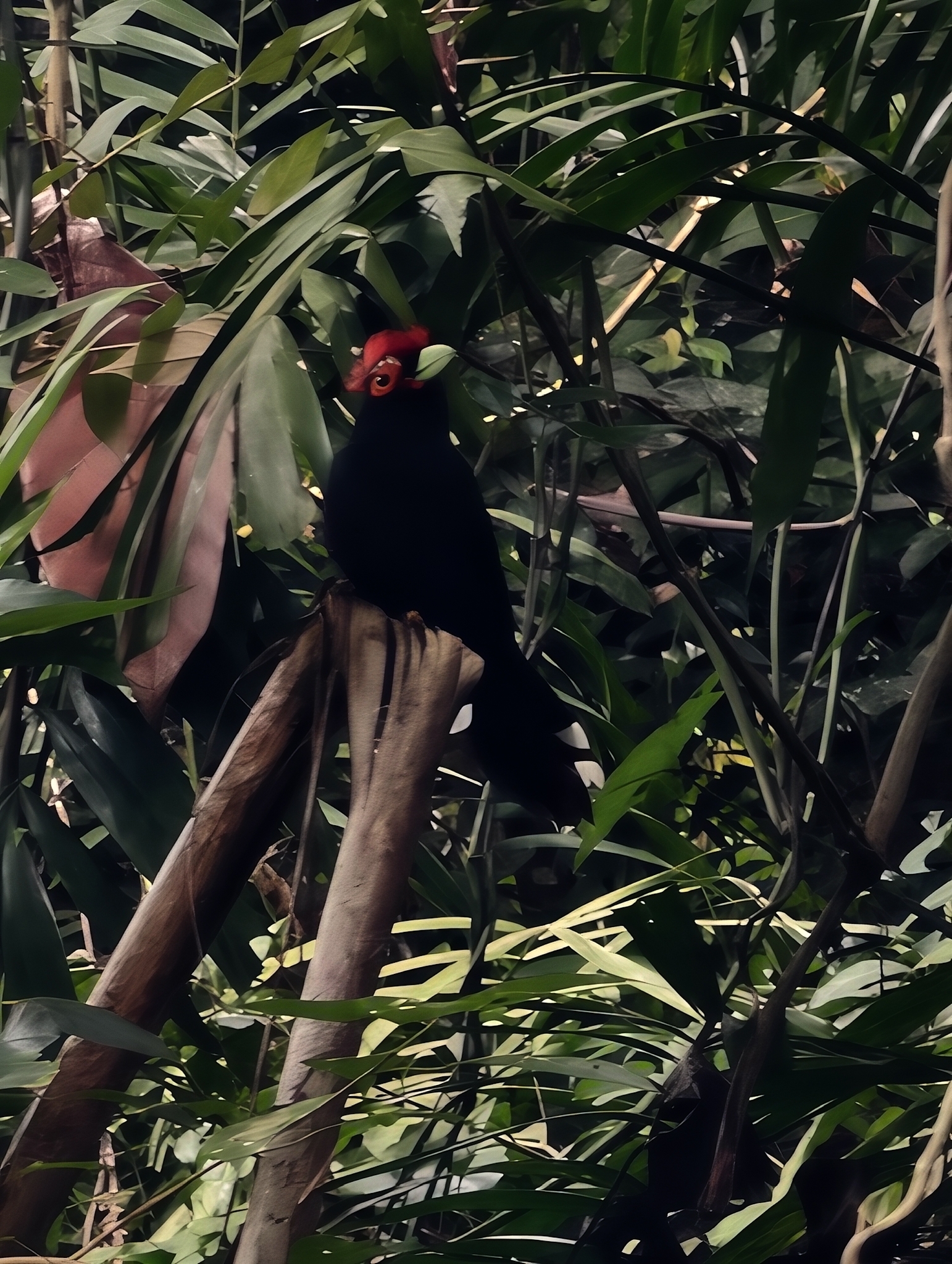 Rough-crested Malkoha (Dasylophus superciliosus), photo 7