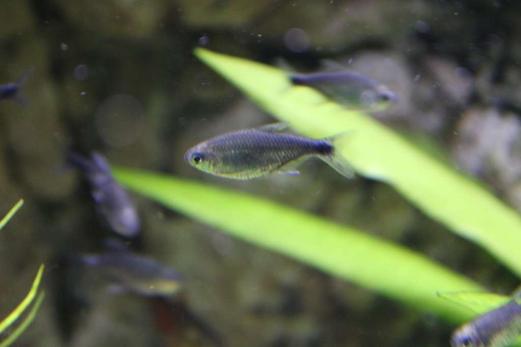 Negodagua tetra (Hyphessobrycon negodagua) — Characidae