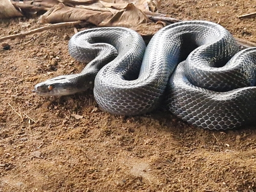 Photo of a Olive House Snake (olivaceus) (Boaedon olivaceus)
