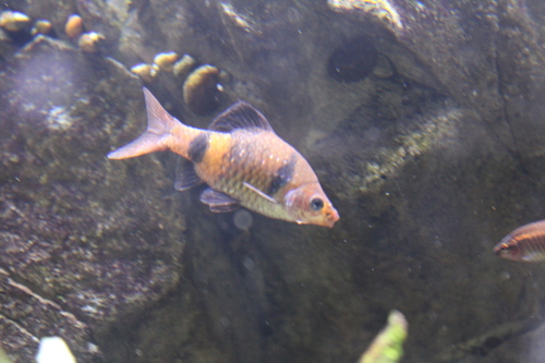 Bandula barb (Pethia bandula) — Cyprinidae — 4