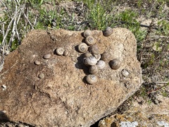 Xerarionta intercisa