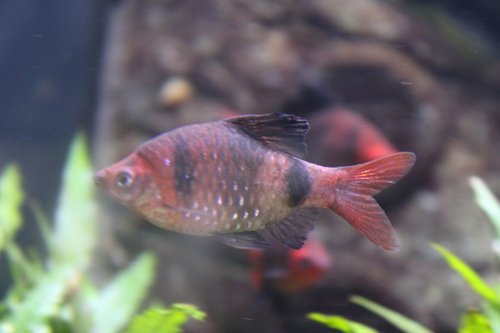 Bandula barb (Pethia bandula) — Cyprinidae — 2