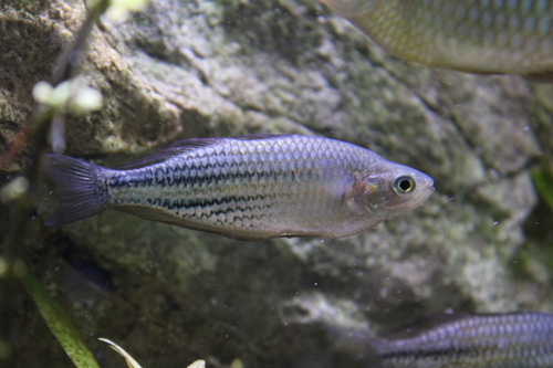 Lake Eacham rainbowfish (Melanotaenia eachamensis) — Melanotaeniidae — 3