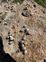 Xerarionta intercisa