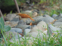 Furnarius leucopus cinnamomeus