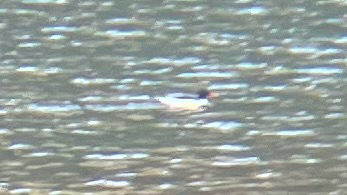 Scaly-sided Merganser