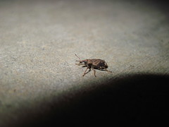 Listroderes apicalis