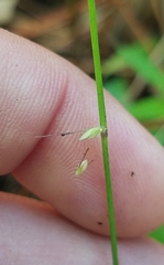 Oplismenus hirtellus setarius