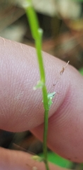Oplismenus hirtellus setarius
