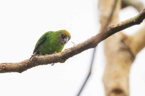 Micropsitta keiensis observed 2025-12-01