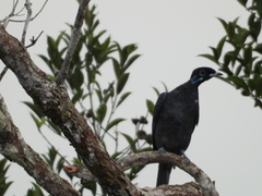 Gymnoderus foetidus