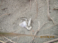 Dosima fascicularis