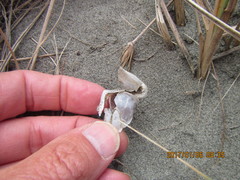 Dosima fascicularis