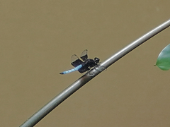 Thermorthemis madagascariensis