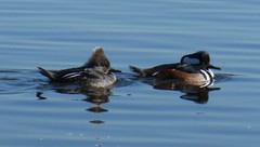 Lophodytes cucullatus