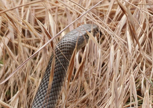 Eastern Brown Snake sighting