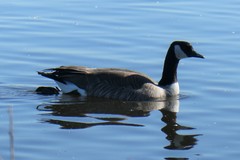 Branta canadensis
