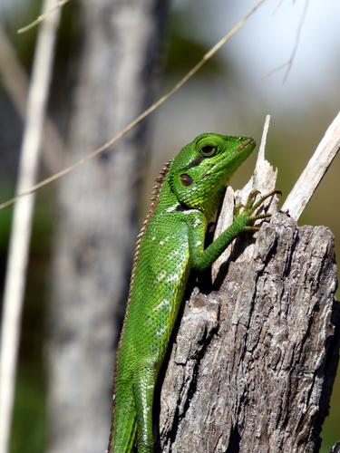 Black-cheek lizard