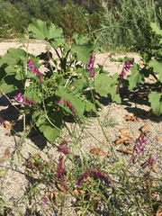 Vicia villosa