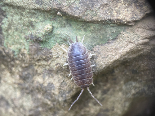 Swift Woodlouse
