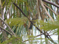 Turdus maculirostris