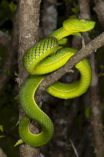 Vogel’s Pit Viper
