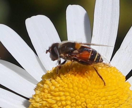 Palpada chilena