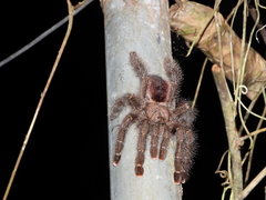 Avicularia juruensis