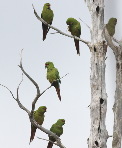 Slender-billed Parakeet (Enicognathus leptorhynchus), photo 8