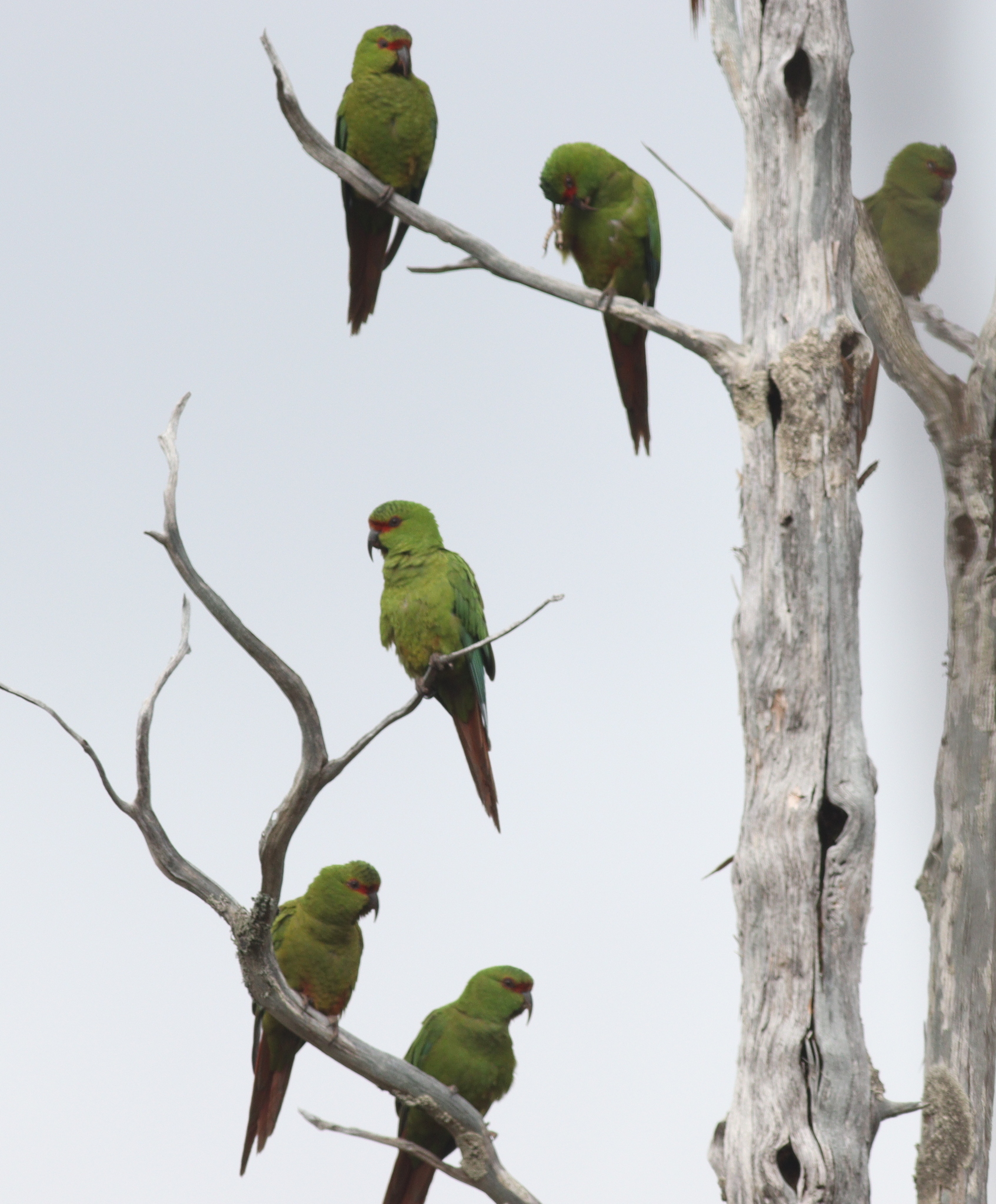Slender-billed Parakeet (Enicognathus leptorhynchus), photo 9
