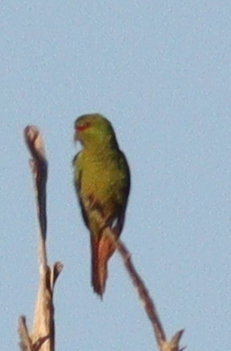Slender-billed Parakeet (Enicognathus leptorhynchus), photo 10