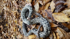 Coluber constrictor anthicus