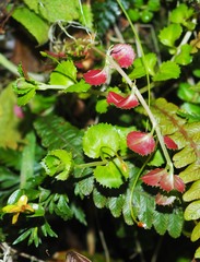 Epilobium pedunculare